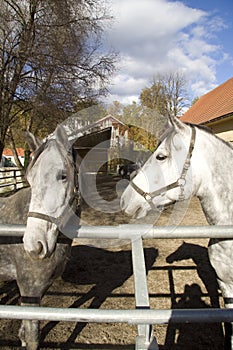 Lipizzaners