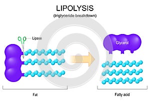 Lipolysis. Triglyceride Breakdown