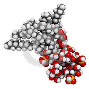 Lipopolysaccharide LPS, lipid A and inner core fragment endotoxin molecule from E. coli. photo