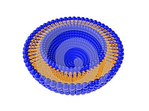 Liposome Bi-layer Structure 3D Illustration