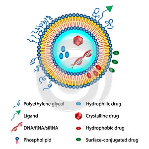 Liposomes Drug Delivery System Sheme