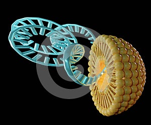 Liposomes with siRNA, mRNA, or RNA on the black background photo