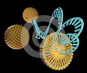 Liposomes are used to deliver cargo molecules such as siRNA, mRNA, or RNA photo