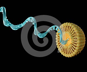 liposomes carry genetic molecules such as siRNA, mRNA, or RNA photo