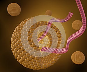 Liposome is releasing siRNA, mRNA, or RNA photo