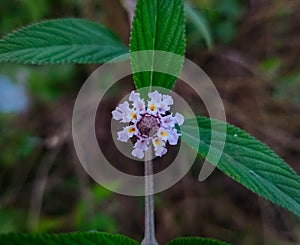 Lippia alba flower