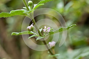 Lippia alba - Fresh leaves of soon relief medicinal plant