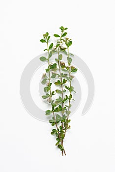 Lippia micromera Jamaican oregano plant herb on white background clippings