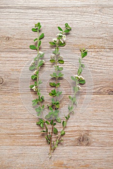 Lippia micromera Jamaican oregano plant herb on wooden background clippings