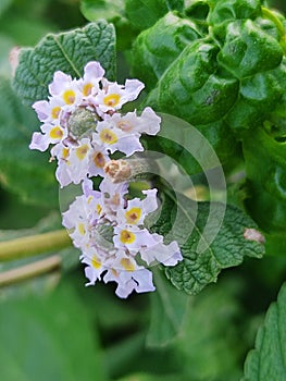 Lippia Multiflora road site plant