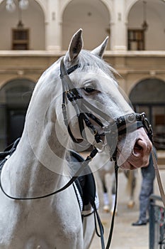 Lippizaner stallion Stables at the Spanish Riding School Vienna Austria