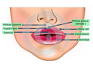 Lips anatomy