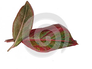 Lipstick Aglaonema (Aglaonema sp) or Aglaonema Siam aurora.