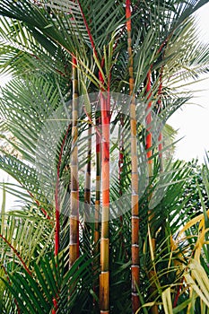 Lipstick palm Cyrtostachys renda beautiful bushy palm tree with a red trunk and green leaves photo