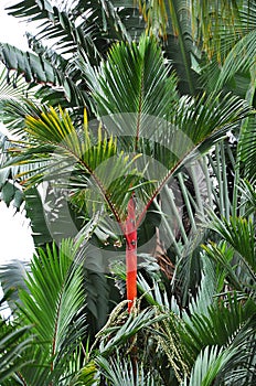 Lipstick palm Cyrtostachys renda among the other palms in the garden
