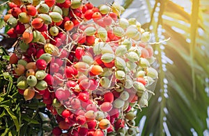 Lipstick palm or sealing-wax palm or raja palm under sunlight