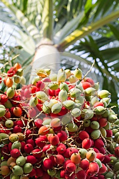 Lipstick palm or sealing-wax palm or raja palm under sunlight