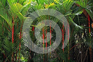 Lipstick palm in Thailand photo