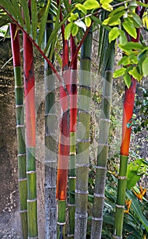 Lipstick Palm Trunks, Cyrtostachys renda, on tropical garden, Rio