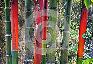 Lipstick Palm Trunks, Cyrtostachys renda, on tropical garden, Rio