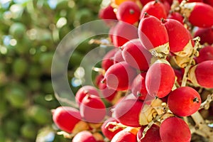 Lipstick palm under sunlight