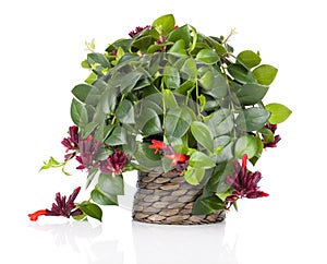 Lipstick Plant (Aeschynanthus radicans) in pot,