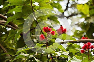 Lipstick Tree at west bengal, india