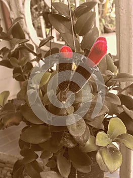 close-up of red flowers, ornamental, beautiful, garden, nature, colorful, Lipstick Vine