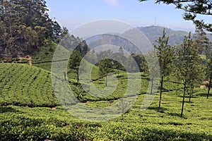 Lipton`s Seat Tea Plantation Haputale Sri Lanka