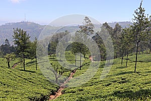 Lipton`s Seat Tea Plantation Haputale Sri Lanka