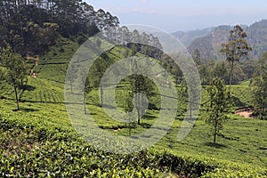 Lipton`s Seat Tea Plantation Haputale Sri Lanka