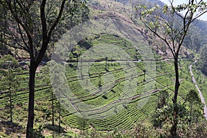 Lipton`s Seat Tea Plantation Haputale Sri Lanka