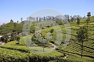 Lipton Seat Tea Plantation Haputale Sri Lanka photo
