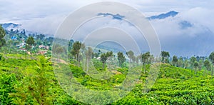 The Lipton tea plantations photo