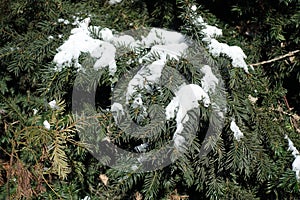 Liquefying snow on branches of yew