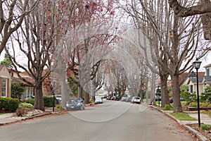 Liquid Amber trees in suburban neighborhood, barren of leaves in winter