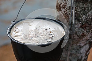 Liquid rubber in a bucket from Para rubber tree in Songkhla, Thailand