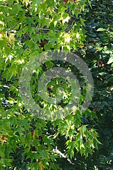 liquidambar and beech - image with light and dark leaves