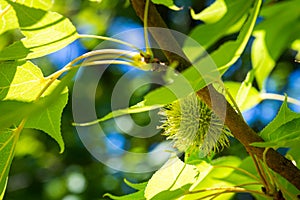 Liquidambar formosana Hance tree in garden