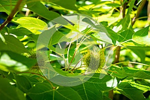 Liquidambar formosana Hance tree in garden