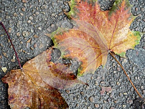 Liquidambar leaves in vibrant autumn colors on concrete pavement surface photo