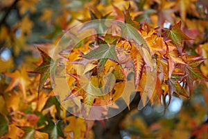 Liquidambar styraciflua