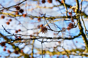 Liquidambar styraciflua (American storax) tree branch with hanging spiky seeds in wintertime photo