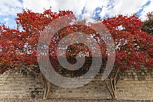 Liquidambar styraciflua or American sweetgum, also known as American storax, photo