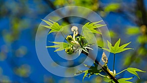 Liquidambar styraciflua or American sweetgum with fresh green leaves in blossom on blue sky background. Amber tree twig