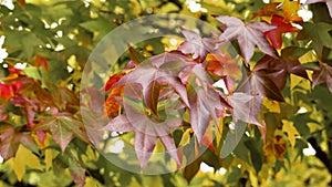 Liquidambar styraciflua autumn red leaves on a American sweetgum tree branch.