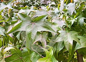 Liquidambar styraciflua `Kia` tree leaves in autumn.