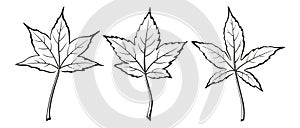 Liquidambar Styraciflua Leaves