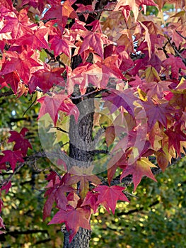 liquidambar (sweetgum tree) leafs with blurred background in autumn