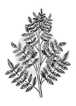 Liquorice. Adaptogenic plant botanical illustration. Hand-drawn licorice drawing. Great for traditional medicine, cosmetology,